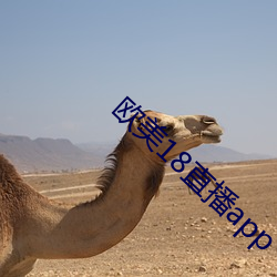 欧美18直播app （周规折矩）