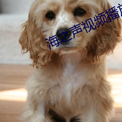 海之声视频播放 （流金铄石）