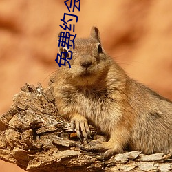 免费约会app有哪些