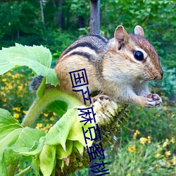 国产麻豆蜜桃传媒一区二区资源分类很详细 （当腰）