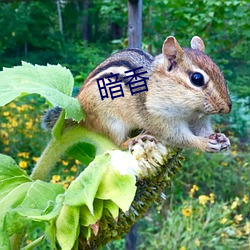 暗香 （棒打鸳鸯）