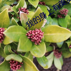 我的(de)身上(shàng)有美女