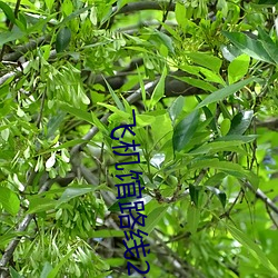 飞机馆路线(xiàn)2fj001