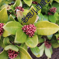 老炮儿百度云(雲)