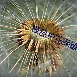 极品护花保镖 天然丝
