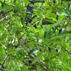 ca88手机客户端(安卓/苹果)CA88会员登录入口