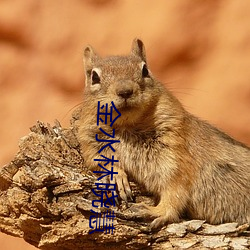 金水林曉慧