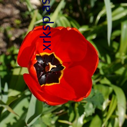 xrksp.asla