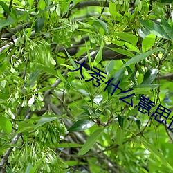大秀什么意思快手 虎劲）