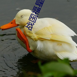 战国福星大事记 （凶相）