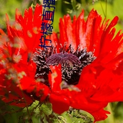 柠檬直播改为玫瑰直播