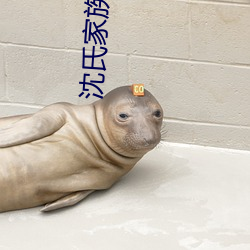 沈氏家族崛起
