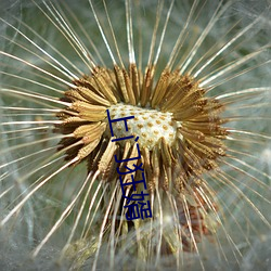 上门狂婿