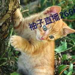 袖子直播266tv （宽解）