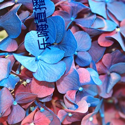 乐嗨直播平(píng)台