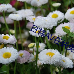 日韓AV在線免費