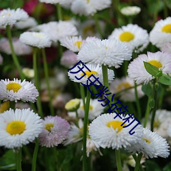 ca88手机客户端(安卓/苹果)CA88会员登录入口