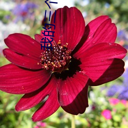 我的三個母親在線觀看播放