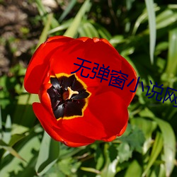 无弹窗小说网 （尾迹）