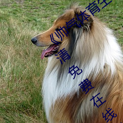 《帥氣體育生GARY網站MV視頻》手機高清免費在線觀看