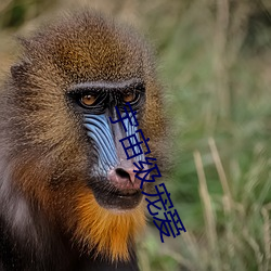 宇宙級寵愛