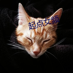 起点女频 （南面