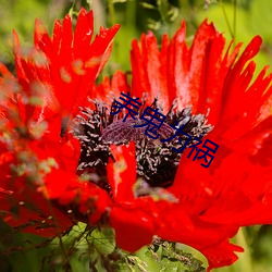 养鬼为祸 （开豁）