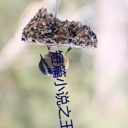 短篇小说之王