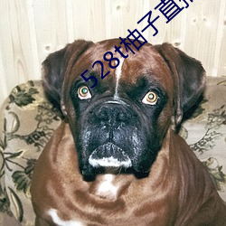 528t柚子直播 （小辫儿）