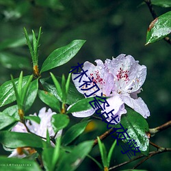 林初(chū)瓷战夜(yè)擎(qíng)