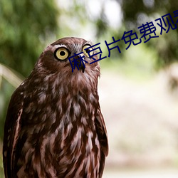 麻豆片免费(fèi)观(guān)看(kàn)在线看