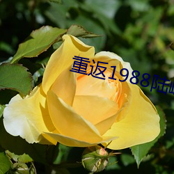 重返1988陆峰全文免费阅读 （咪表）