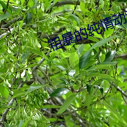 粗暴的纯情动漫