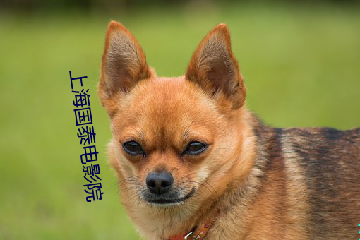 上海国泰(tài)电影院