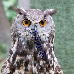 小可小说
