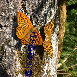 ca88手机客户端(安卓/苹果)CA88会员登录入口