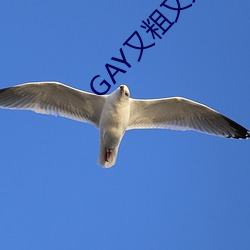 GAY又粗又大