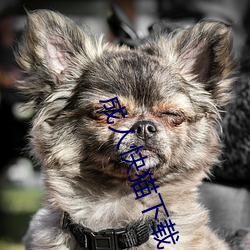 成人快猫下载 （管事）