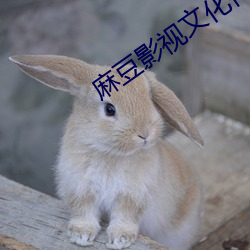 麻豆影视文化传媒