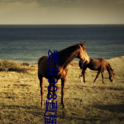 爱浪308直播app下载