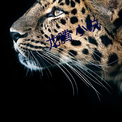 龙腾 小说
