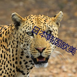 日本韩国欧美