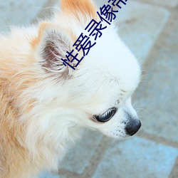 性爱录像带