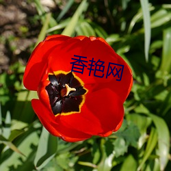 香艳网(網)