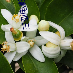 三亚电影院 （波谲云诡