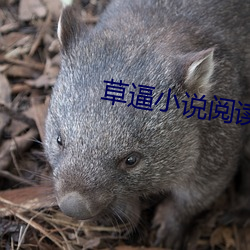 草逼小说阅读