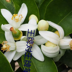 王牌对王牌第三季免费观看