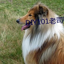 DIY101老司机app