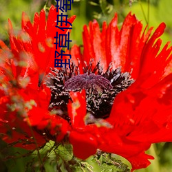 野草伊萄園