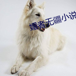 媚者无(wú)疆小说(shuō)